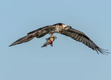 Osprey with prey Poster och Canvastavla