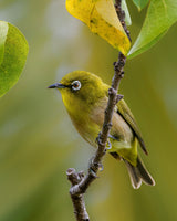Japanese white eye Poster och Canvastavla