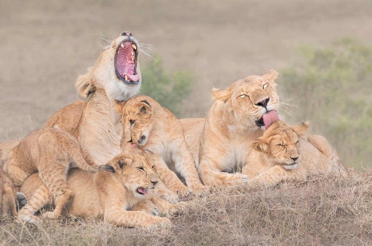Lion's family Poster och Canvastavla
