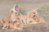 Lion's family Poster och Canvastavla