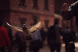Pigeons in Patan Square, Kathmandu-Nepal Poster och Canvastavla