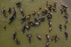 Cattle bath in river Poster och Canvastavla