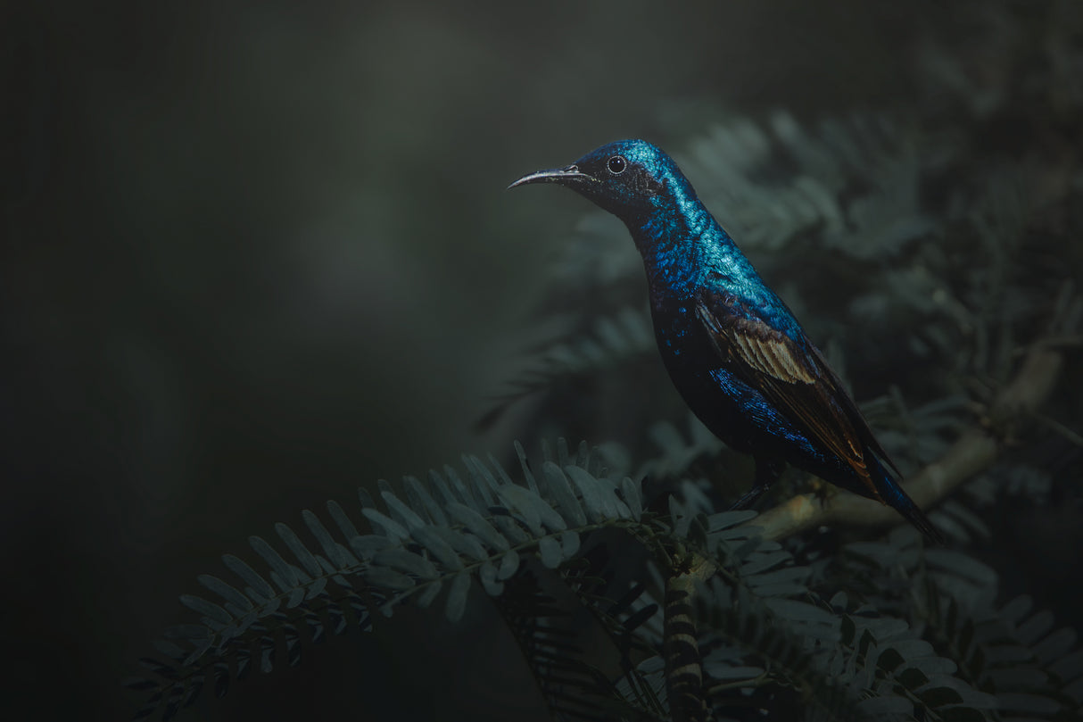 Sunbird Poster och Canvastavla