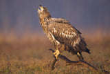 White-tailed eagle Poster och Canvastavla
