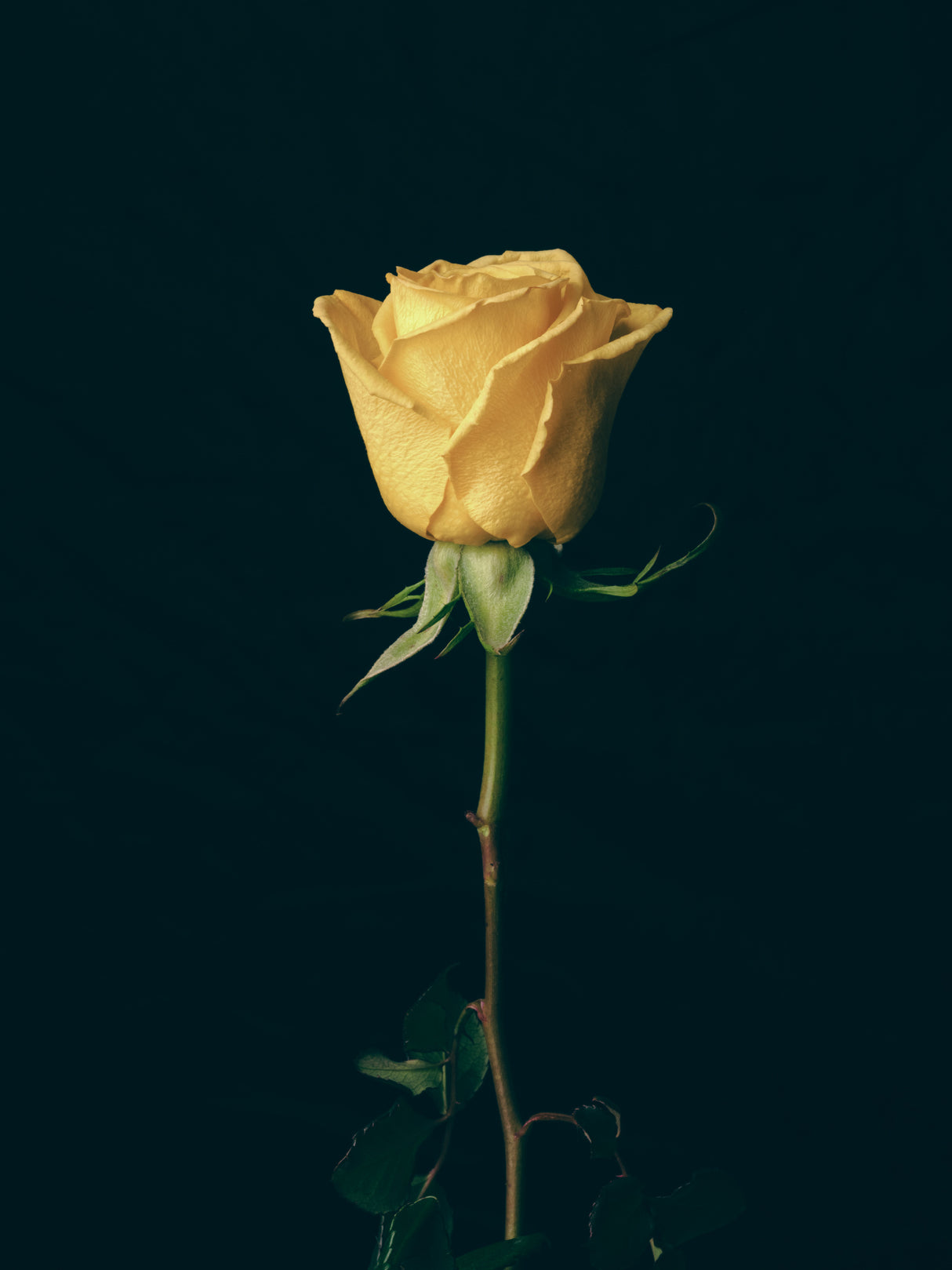 yellow rose Poster och Canvastavla