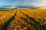 Countryside Poster och Canvastavla