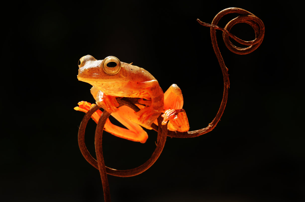 Tree Frog Poster och Canvastavla