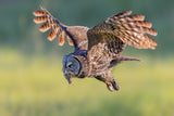 Great Grey Owl Poster och Canvastavla