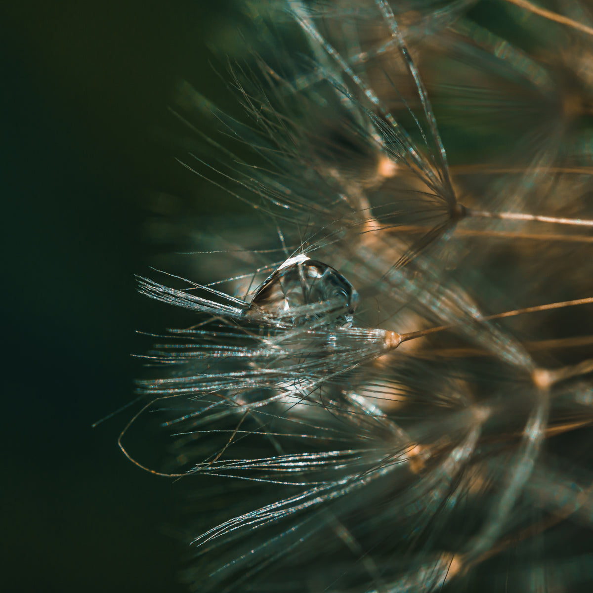 noble dandelion Poster och Canvastavla