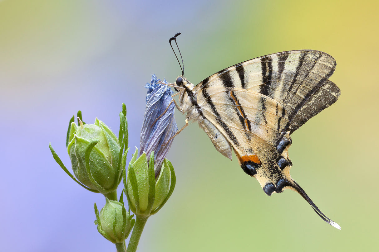 Iphiclides podalirius Poster och Canvastavla