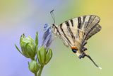 Iphiclides podalirius Poster och Canvastavla