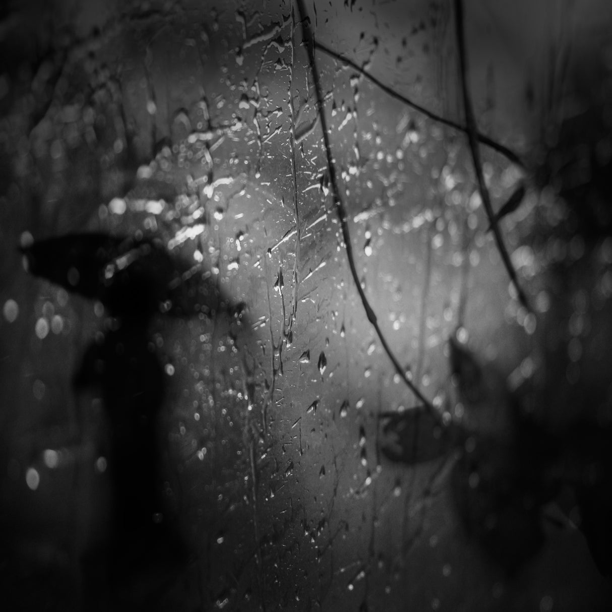 In the rain... Poster och Canvastavla