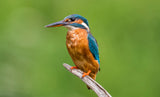 FEMALE KINGFISHER Poster och Canvastavla