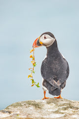 I bring you flowers Poster och Canvastavla