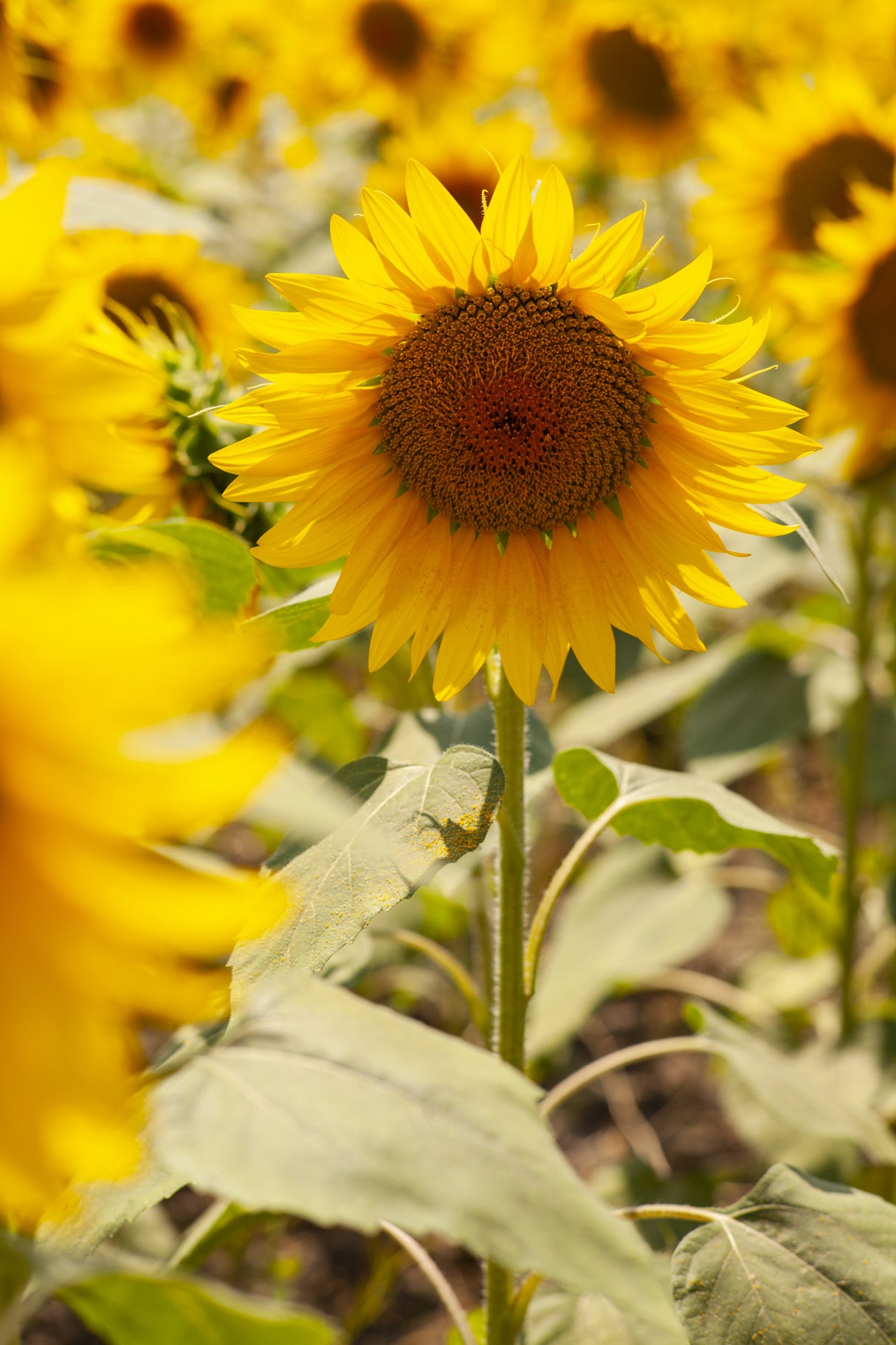 sunflowers on a sunny day Poster och Canvastavla