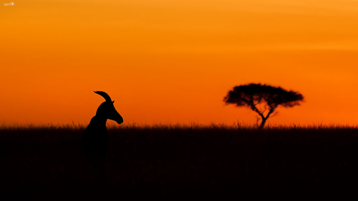 Topi at sunrise Poster och Canvastavla