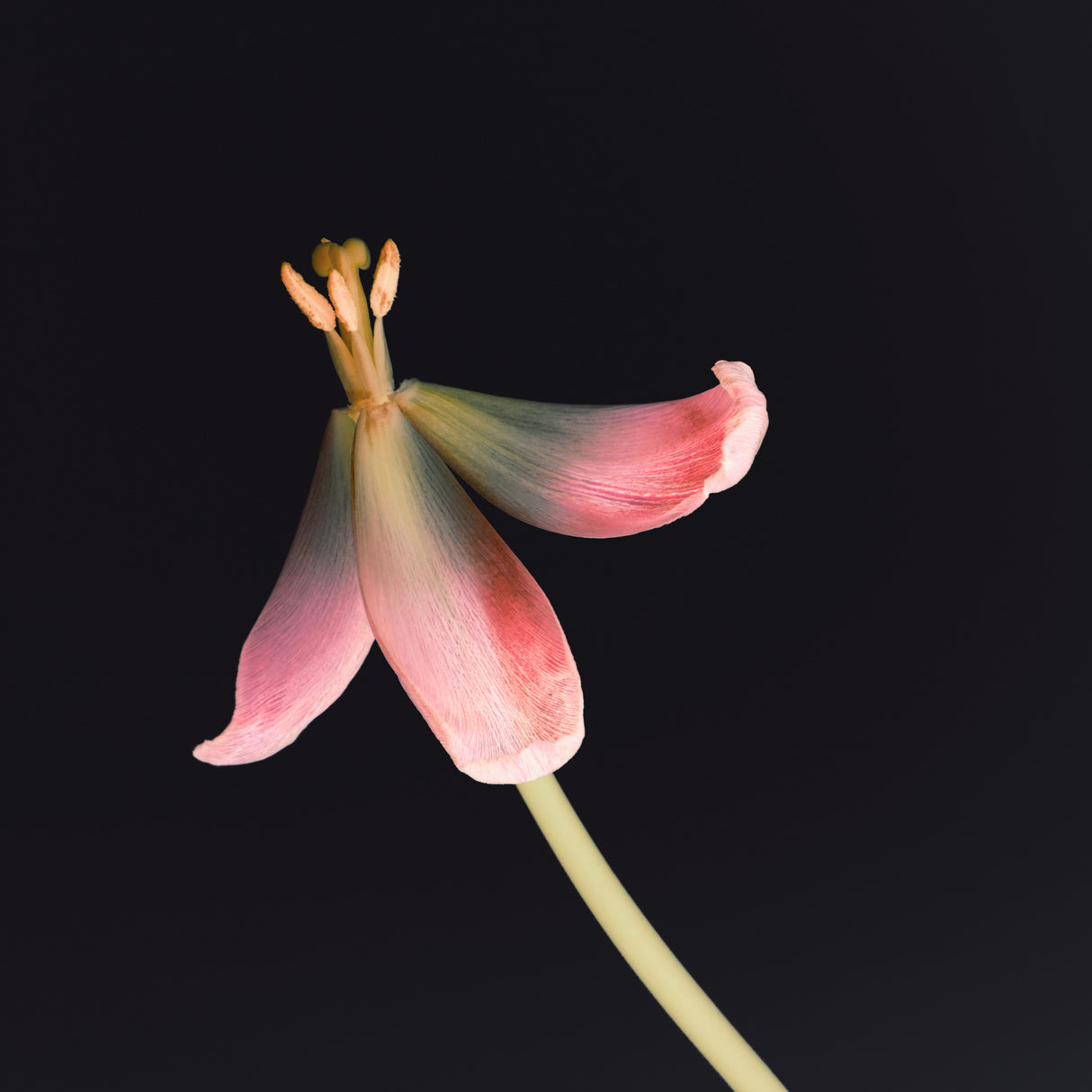 Dried Tulip 2 Instagram Flower Poster och Canvastavla