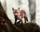 Little red fox Poster och Canvastavla
