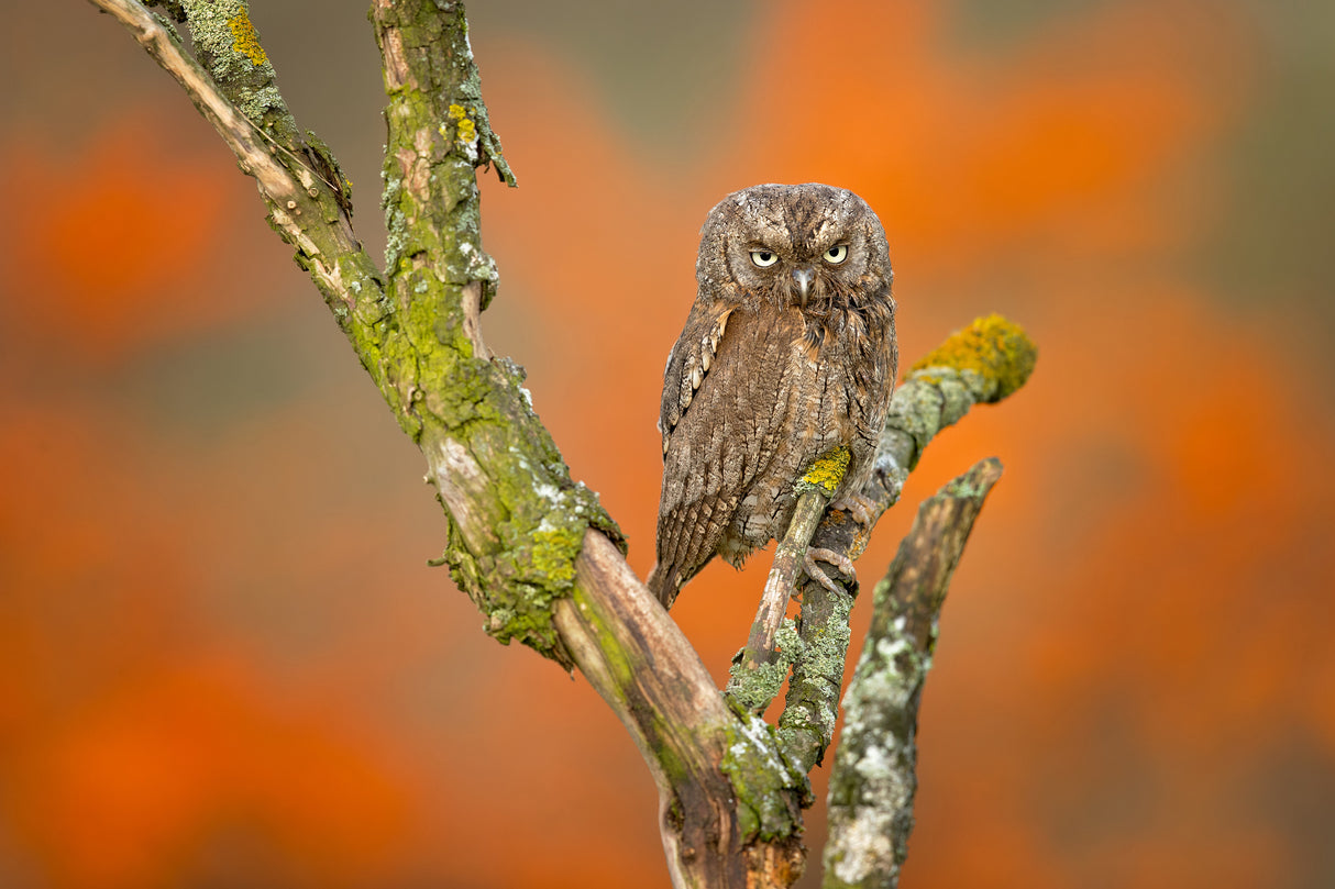 Eurasian scops owl Poster och Canvastavla
