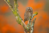 Eurasian scops owl Poster och Canvastavla