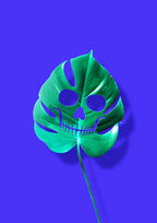 Monstera Poster och Canvastavla