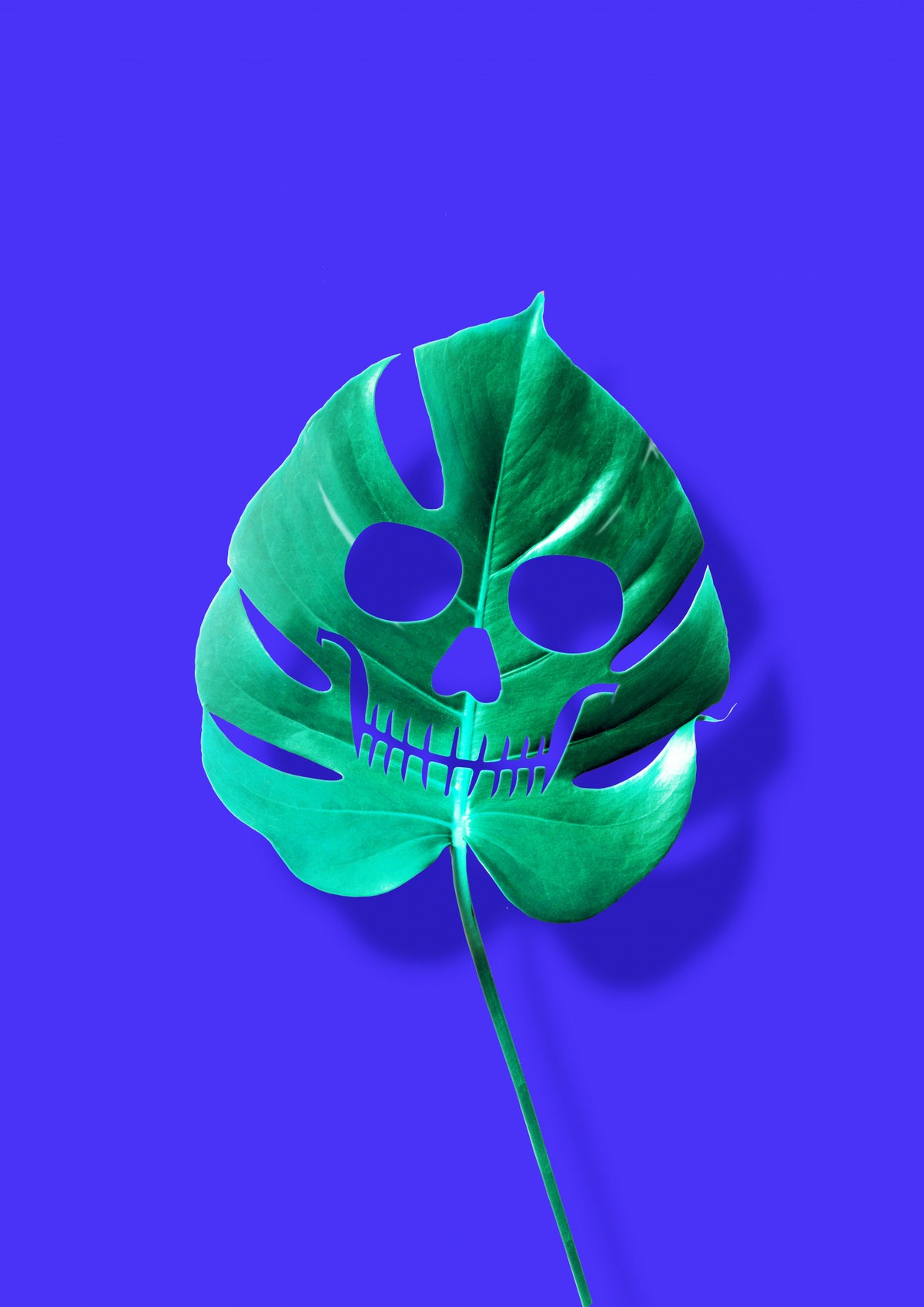 Monstera Poster och Canvastavla