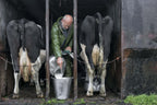 Milking, the old fashioned way, in 2021. Poster och Canvastavla