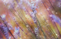 Something Magical Poster och Canvastavla