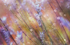 Something Magical Poster och Canvastavla