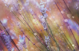 Something Magical Poster och Canvastavla