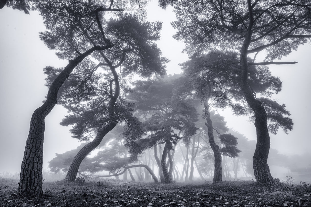 Dancing Trees Poster och Canvastavla