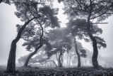 Dancing Trees Poster och Canvastavla