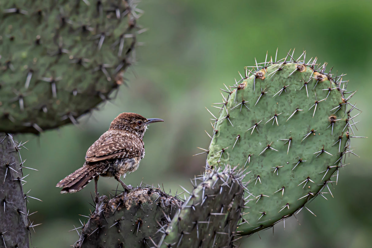 Cactus Wren on Cactus Poster och Canvastavla