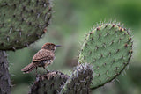 Cactus Wren on Cactus Poster och Canvastavla