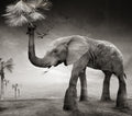 The story of elephants Poster och Canvastavla
