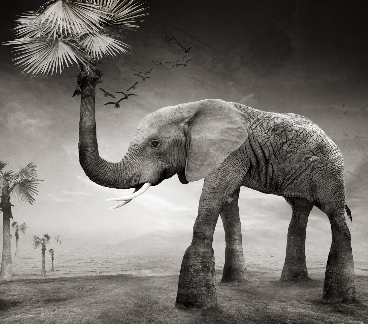 The story of elephants Poster och Canvastavla