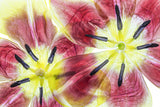 Tulips Poster och Canvastavla