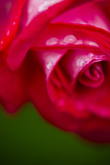 pink rose Poster och Canvastavla