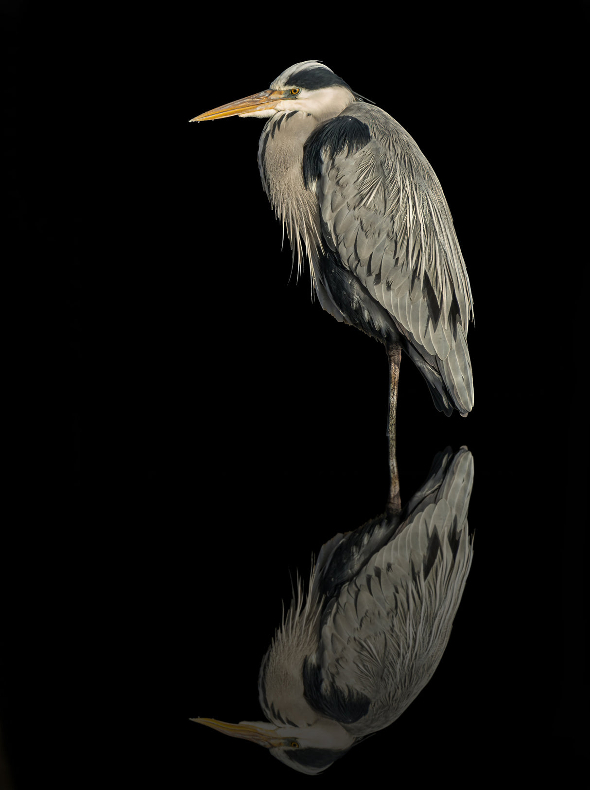 Grey heron in the dark Poster och Canvastavla