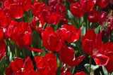 colorful tulips Poster och Canvastavla