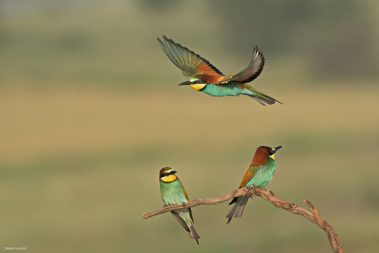 Bee-eaters Poster och Canvastavla