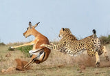 Hunting Poster och Canvastavla