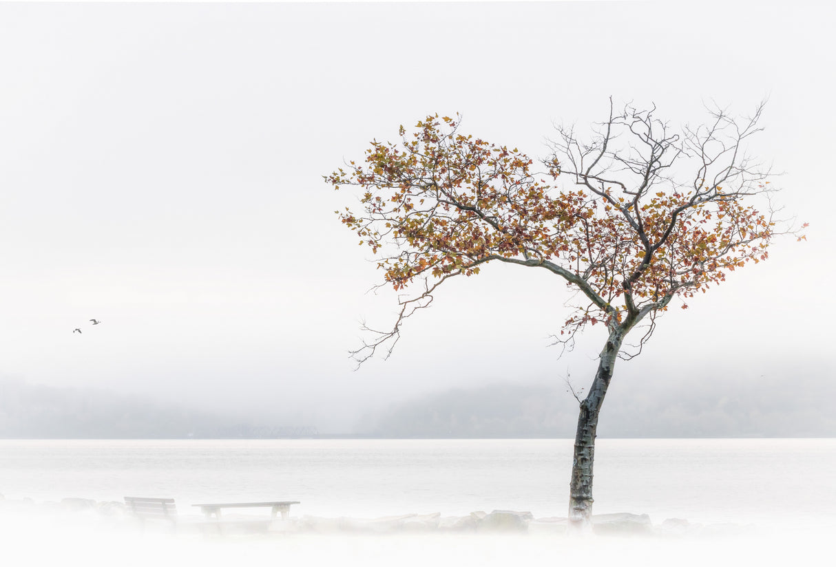 Late Fall Poster och Canvastavla