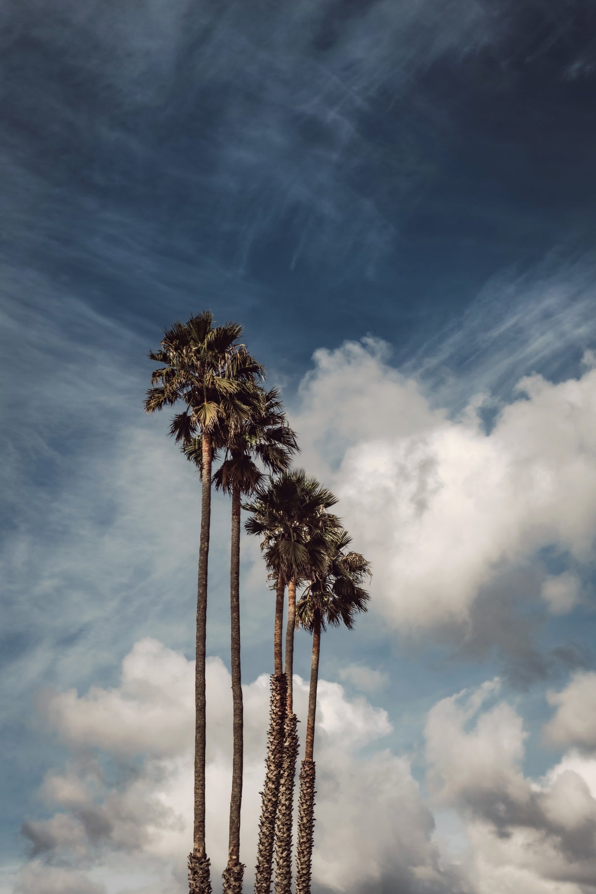 Palms and Clouds Poster och Canvastavla