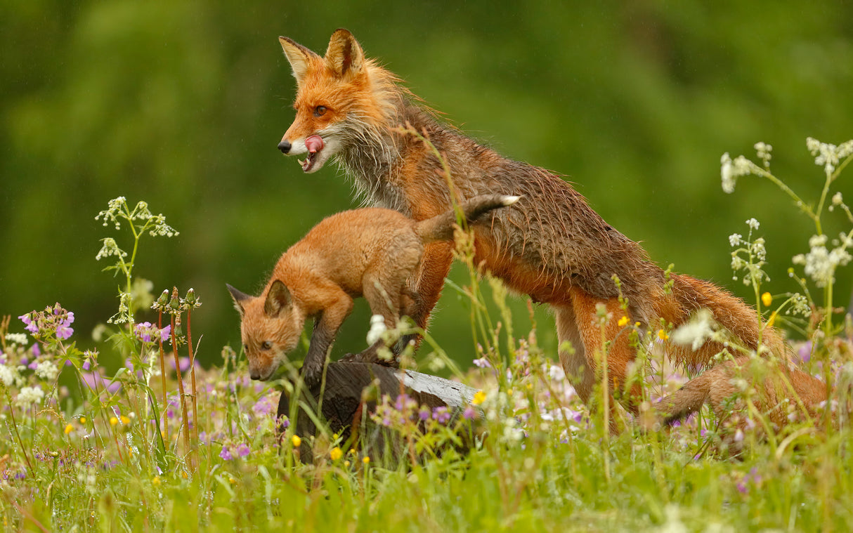 Red Fox Poster och Canvastavla