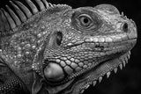Firm Look of Iguana Poster och Canvastavla