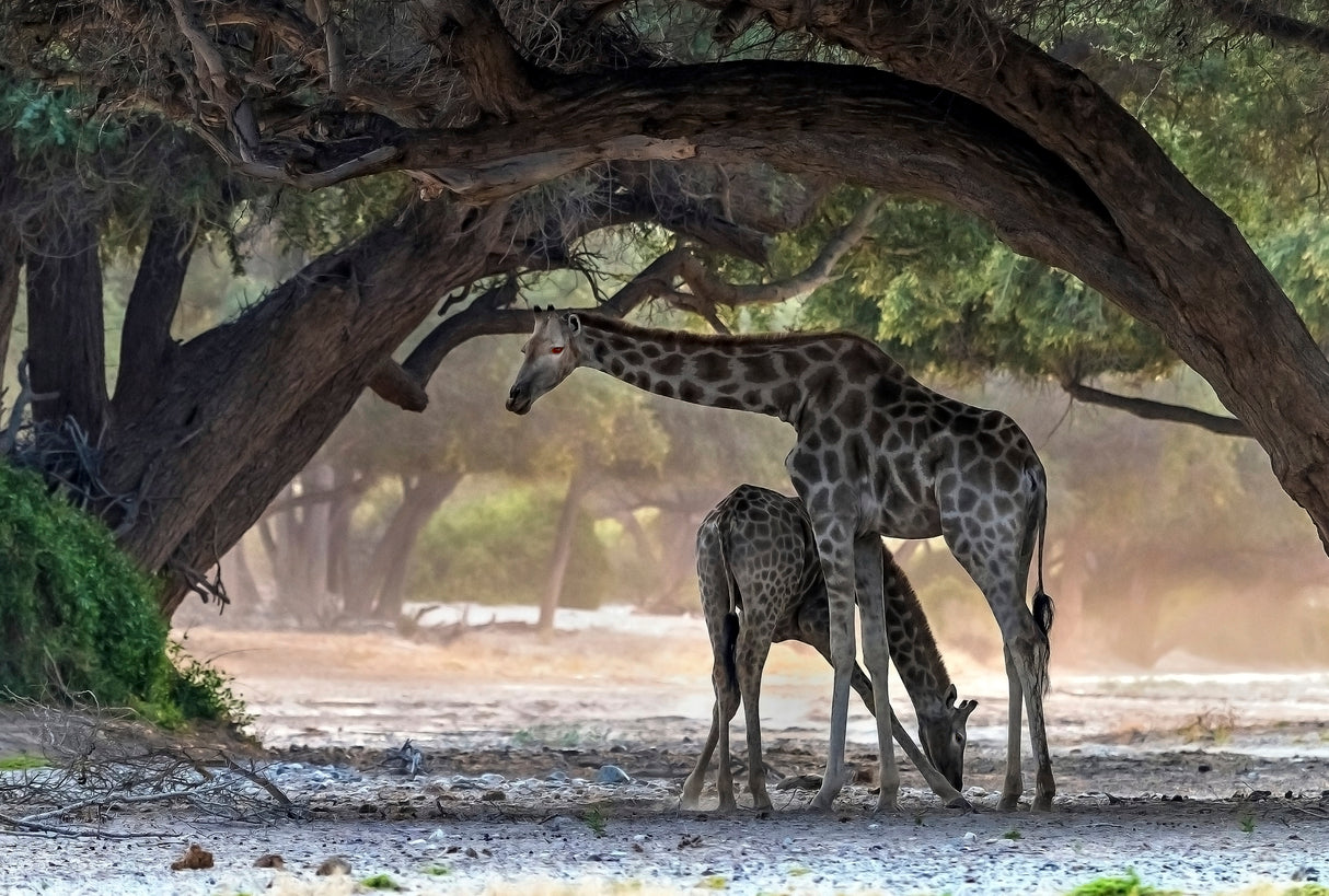 Giraffe Poster och Canvastavla
