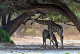 Giraffe Poster och Canvastavla