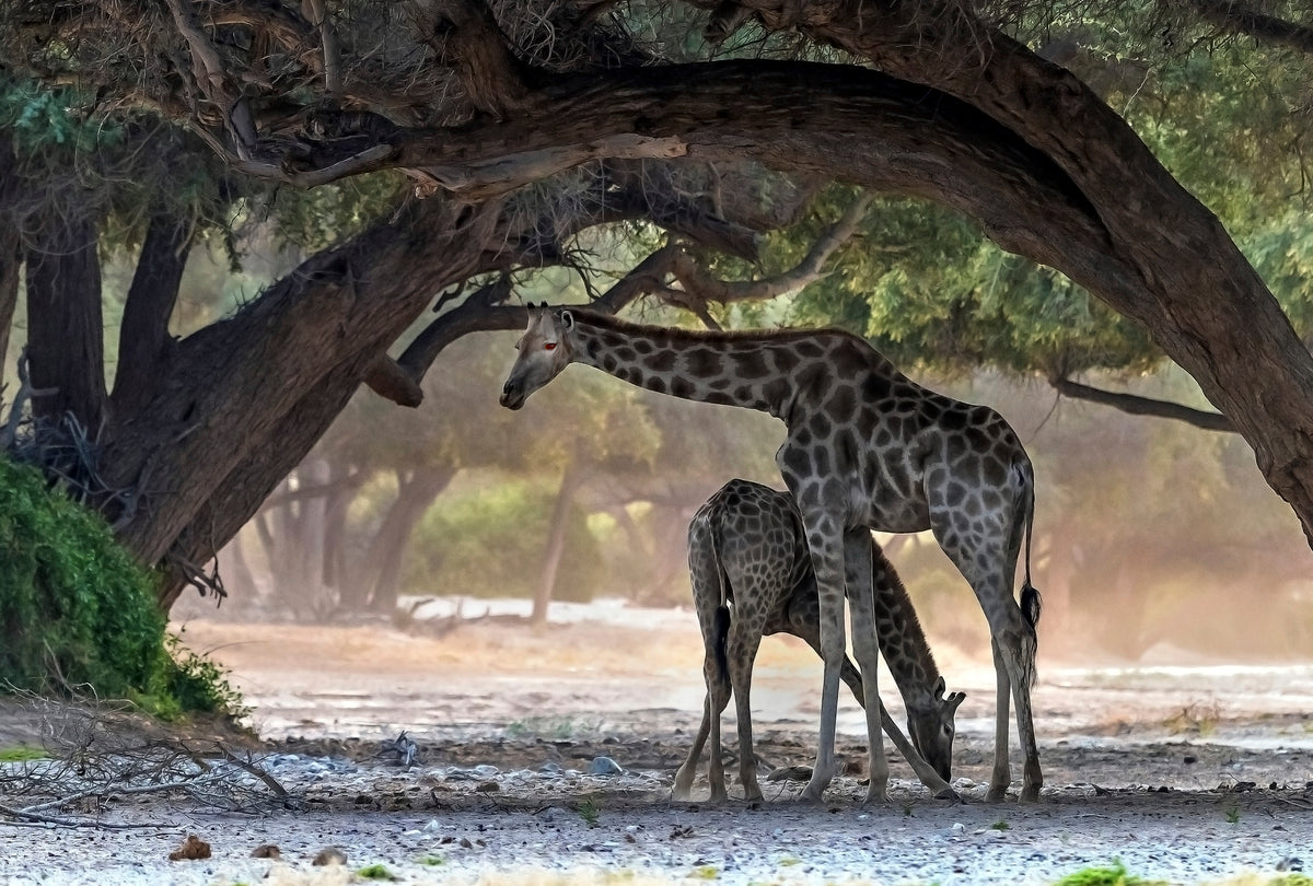 Giraffe Poster och Canvastavla