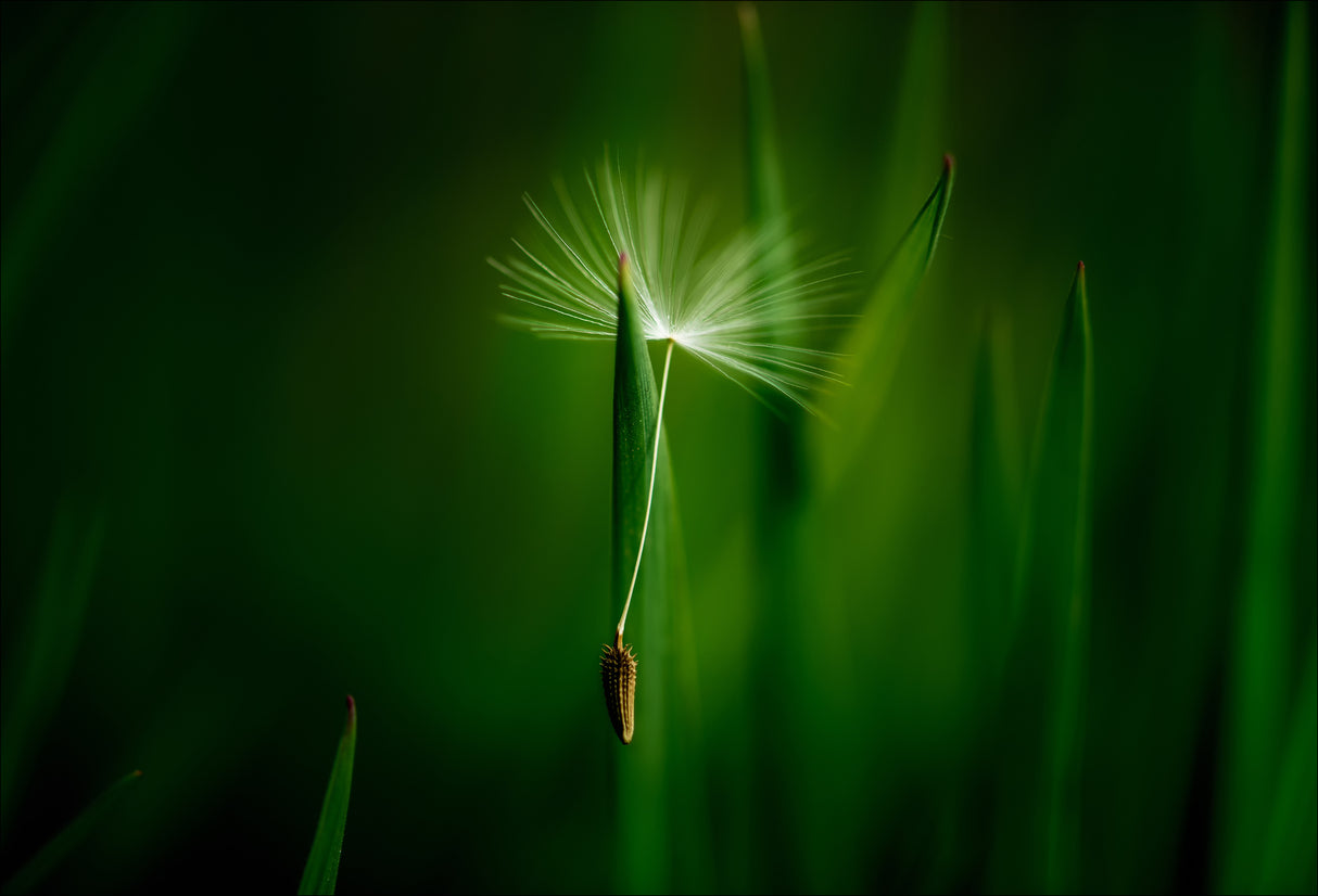 Green Poster och Canvastavla